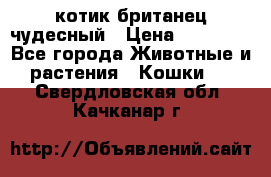 котик британец чудесный › Цена ­ 12 000 - Все города Животные и растения » Кошки   . Свердловская обл.,Качканар г.